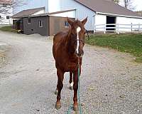 aqha-mare-quarter-horse