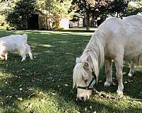 palomino-pinto-palomino-colt-mare