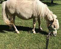 palomino-pinto-colt-mare