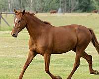 sorrel-andalusian-mare