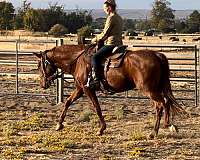 mountain-andalusian-horse