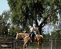 quarter-horse-gelding