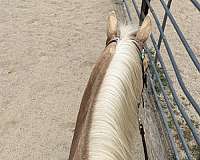 ranch-roping-palomino-horse