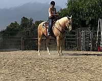 gelding