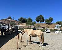 palomino-gelding