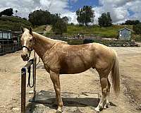 palomino-ranch-roping-horse