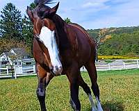 flashy-thoroughbred-horse