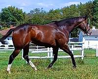 trail-thoroughbred-horse