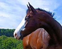 prospect-thoroughbred-horse