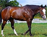 gentle-thoroughbred-horse