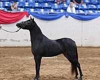 bentley-miniature-horse