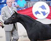 incredible-miniature-horse