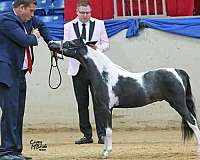 offspring-miniature-horse