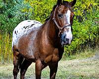 bay-roan-western-pony