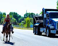 bay-roan-see-pics-pony