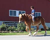 kid-safe-belgian-horse