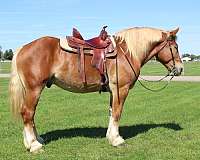 sorrel-white-strip-legs-horse