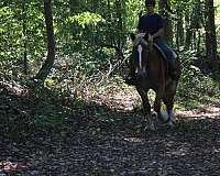 husband-safe-belgian-horse