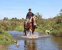 driving-belgian-horse