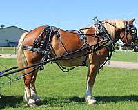 parade-belgian-horse