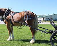 pleasure-driving-belgian-horse