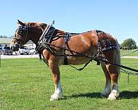 team-driving-belgian-horse