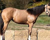 athletic-quarter-horse