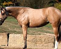 buckskin-white-horse