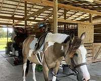 pinto-drill-team-pony