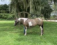 athletic-pinto-pony