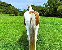 tobiano-see-pics-horse