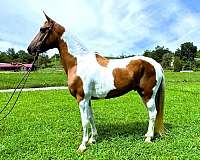 flashy-tennessee-walking-horse