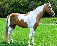 family-tennessee-walking-horse