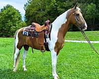 trail-tennessee-walking-horse