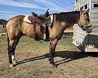 buckskin-sock-blaze-horse