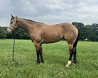 barrel-racing-quarter-horse