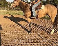 sun-frost-breeding-quarter-horse