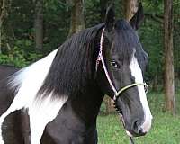 flashy-spotted-saddle-horse