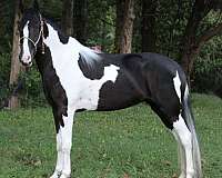 trail-spotted-saddle-horse