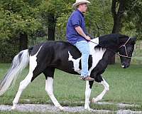 husband-safe-spotted-saddle-horse