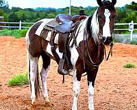 tobiano-see-pics-horse