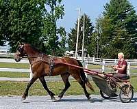 bay-see-pics-pony