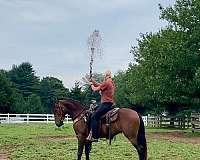 family-friesian-pony