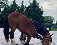 trail-friesian-pony