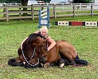 all-around-friesian-pony