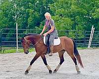 gentle-friesian-pony