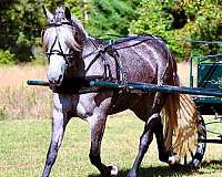 sportpony-percheron-pony