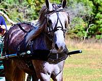 trained-percheron-pony