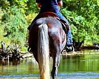 trail-class-competition-percheron-pony