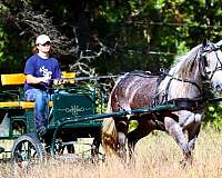 western-dressage-percheron-pony